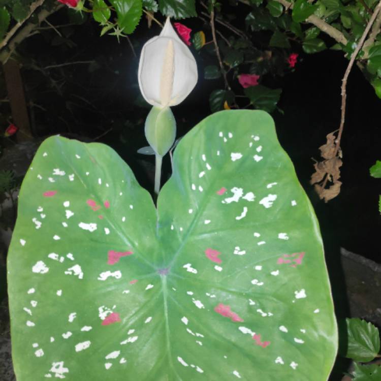 Plant image Caladium bicolor 'Florida Clown'

