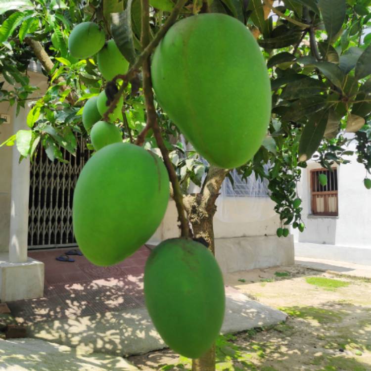 Plant image Mangifera indica