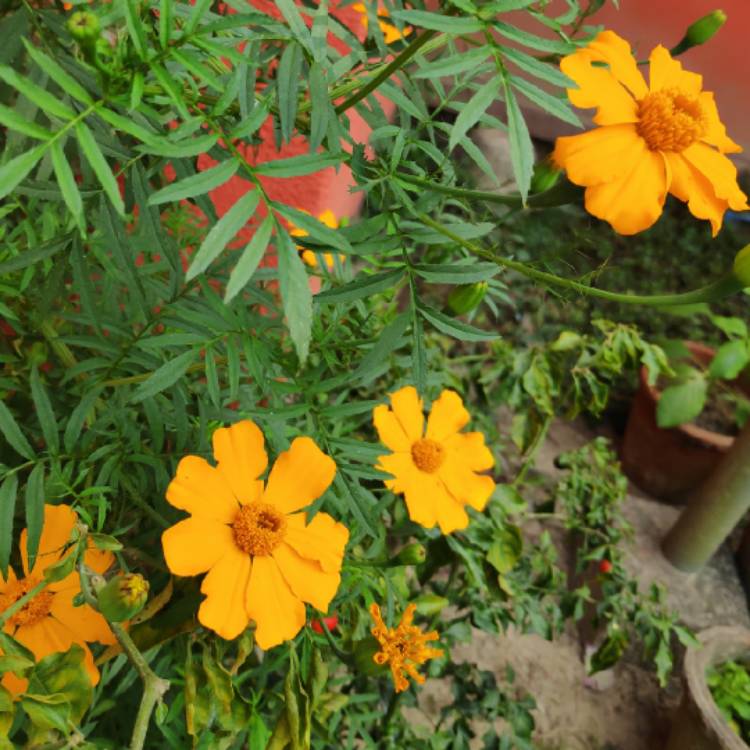 Plant image Tagetes patula 'Bonanza Yellow'