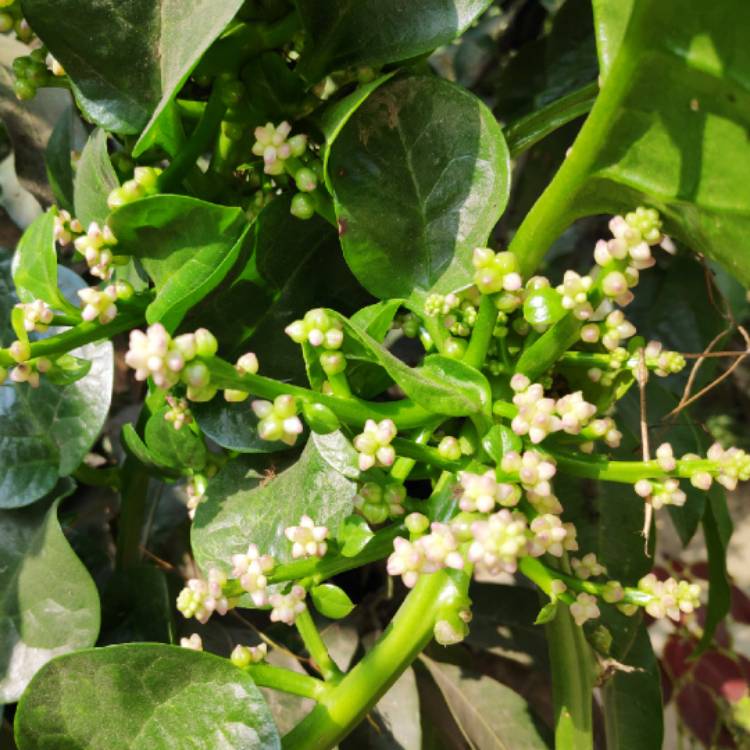 Plant image Basella alba