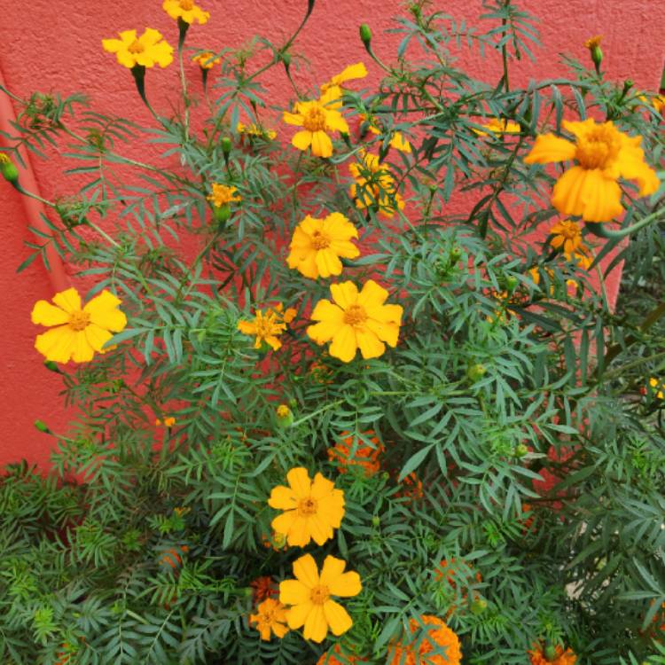 plant image 1427999 plant image 1427999