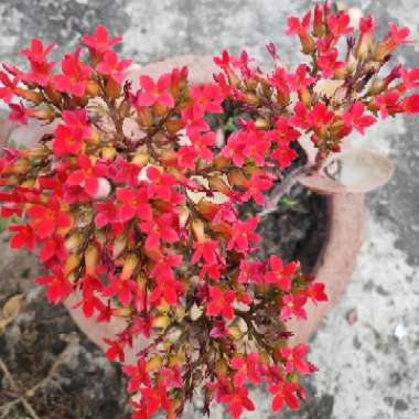Kalanchoe