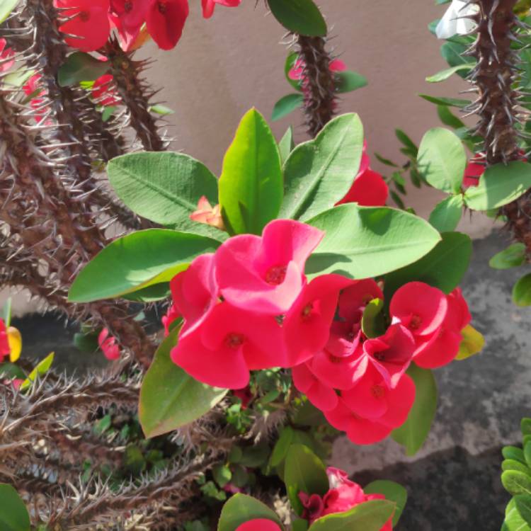 Plant image Euphorbia Milii 'Giant Thai Red'