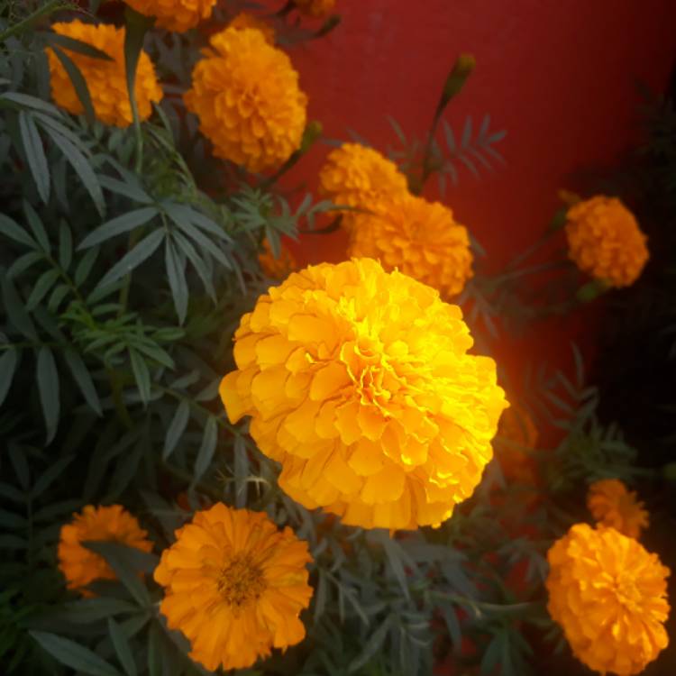 plant image 906571