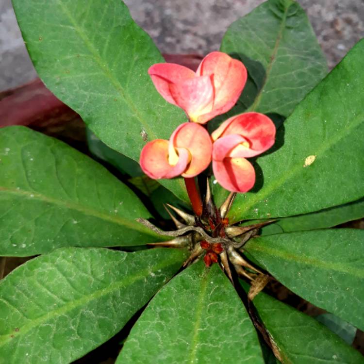 plant image 907005