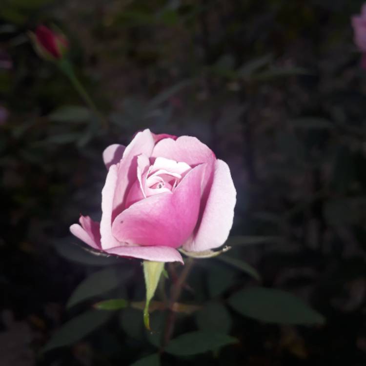 plant image 916055