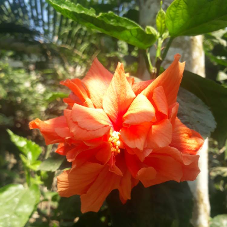 Plant image Hibiscus rosa-sinensis 'Queen Of Dreams'