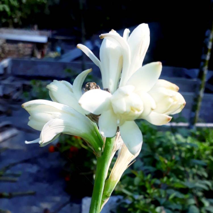 Plant image Polianthes tuberosa