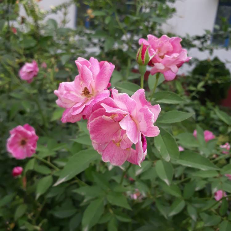 Plant image Rosa x damascena