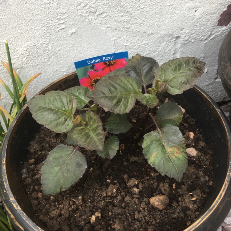 plant image 1283438