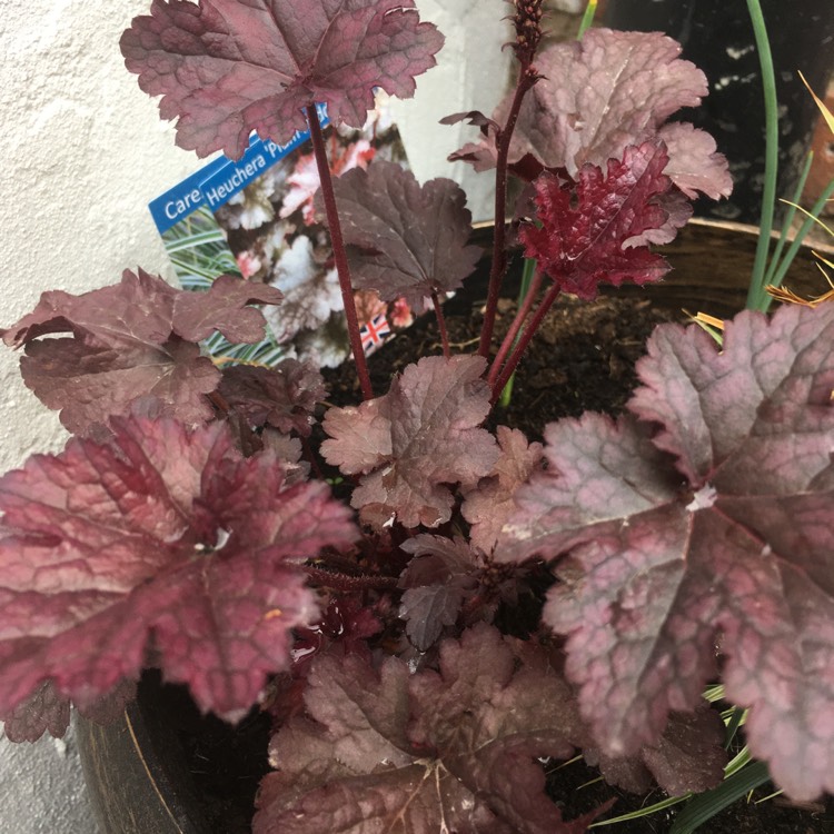 Plant image Heuchera 'Plum Pudding'