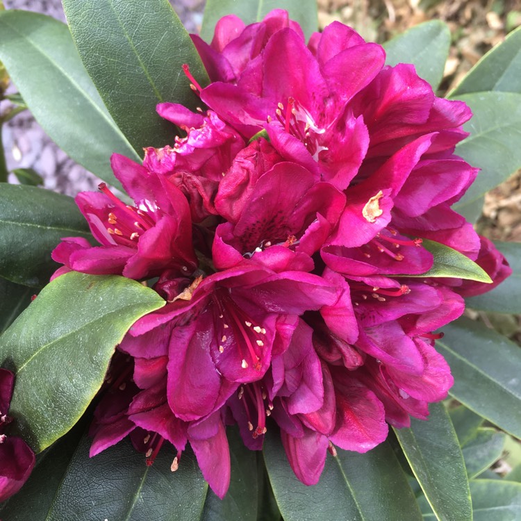 plant image 1284506
