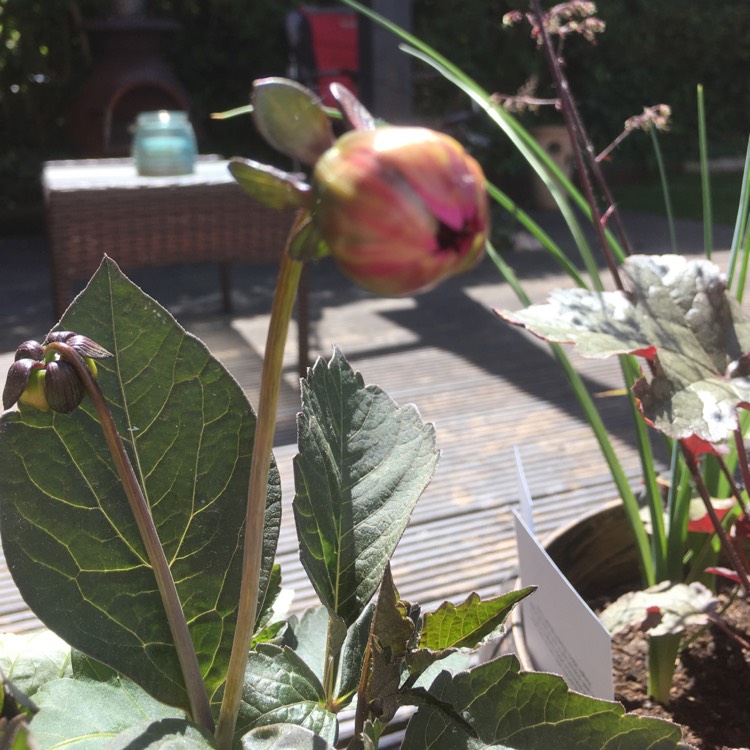 plant image 1319046