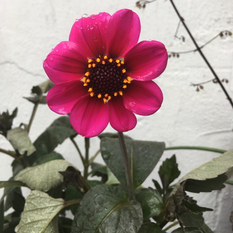 Plant image Dahlia 'Roxy'