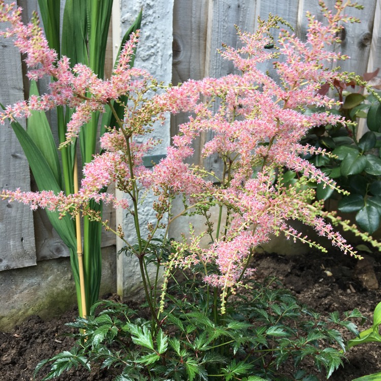plant image 498181