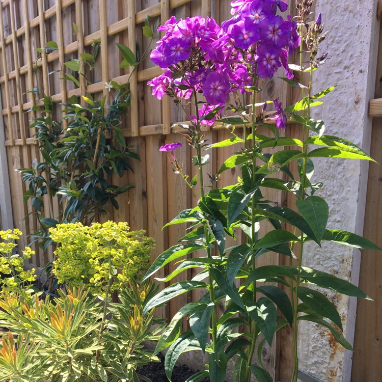 plant image 498185