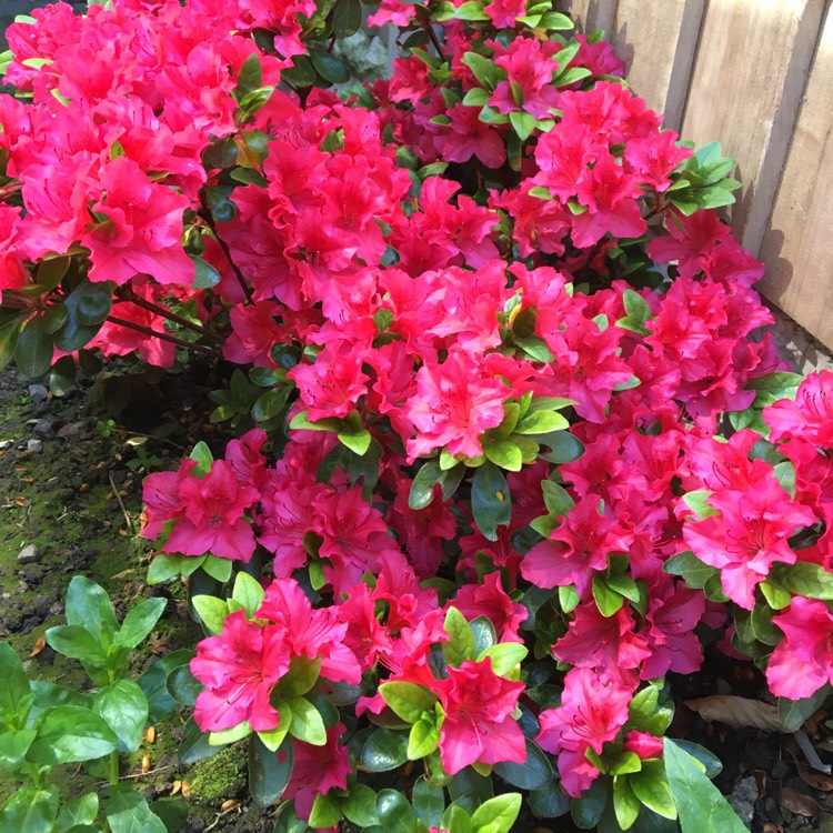 Plant image Rhododendron 'Vuyk's Scarlet'