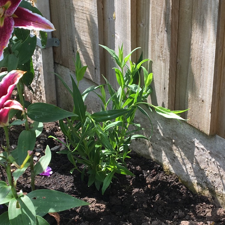 plant image 798455