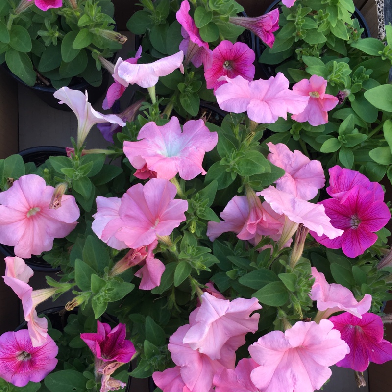 Petunia