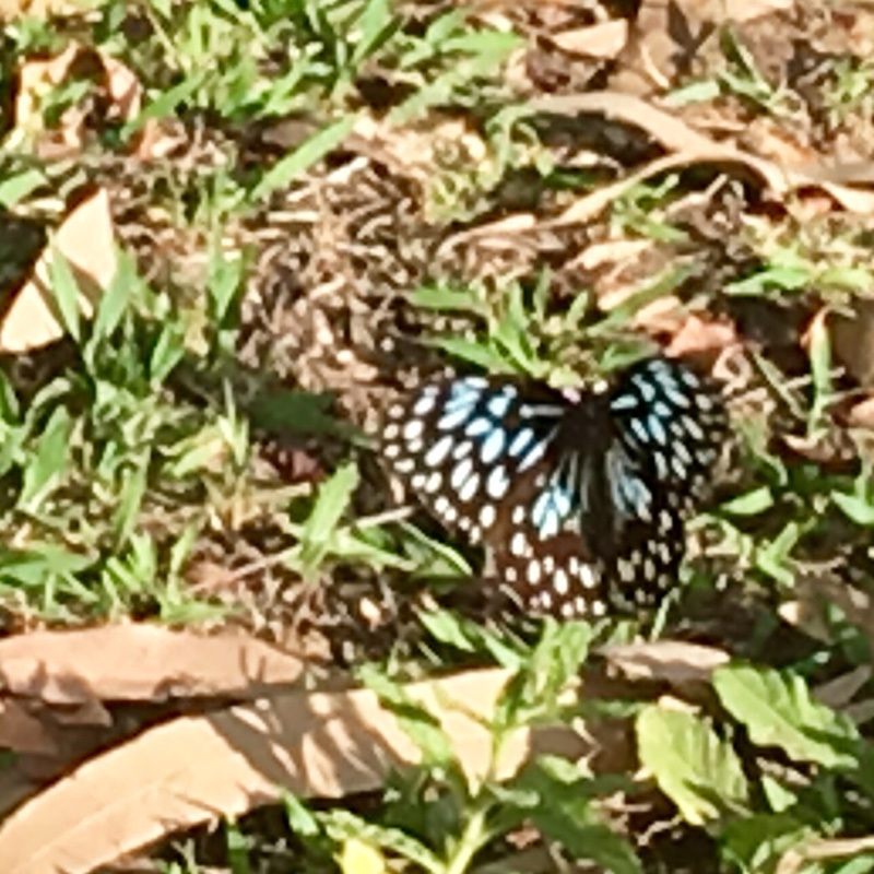 plant image 23077