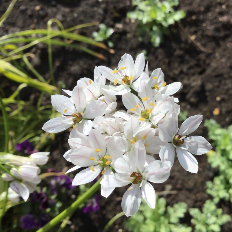 Plant image Allium subvillosum syn. Allium subhirsutum subsp. subvillosum