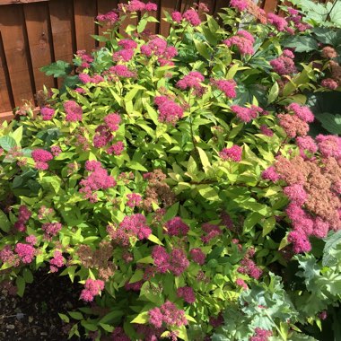 blossom's plant