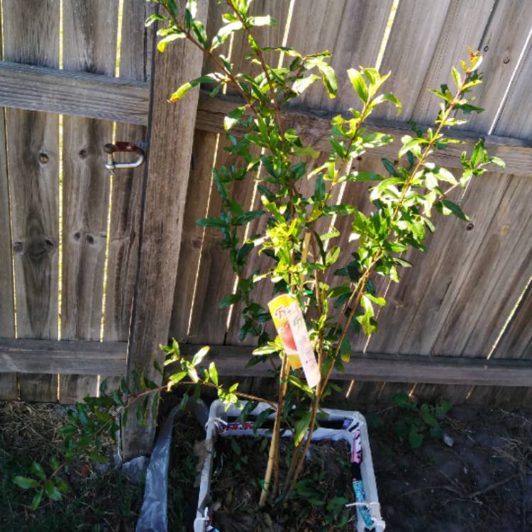 plant image 1310619