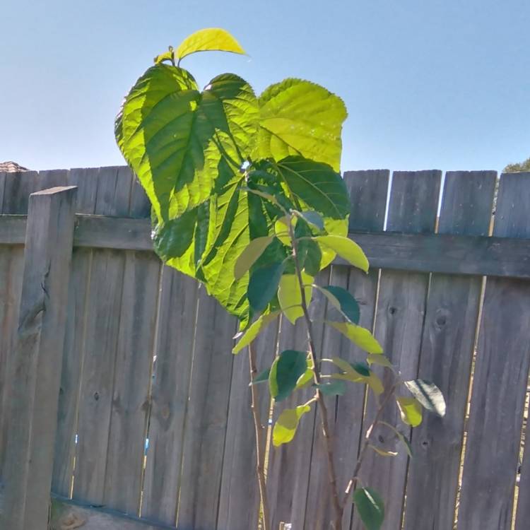 Plant image Morus Alba