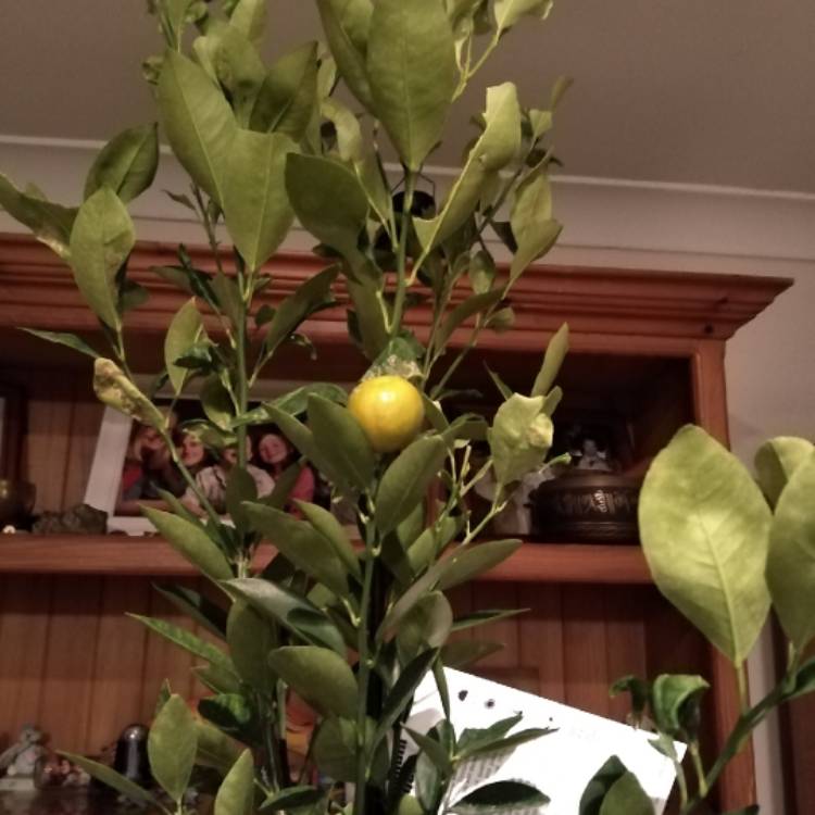Plant image Citrus Japonica