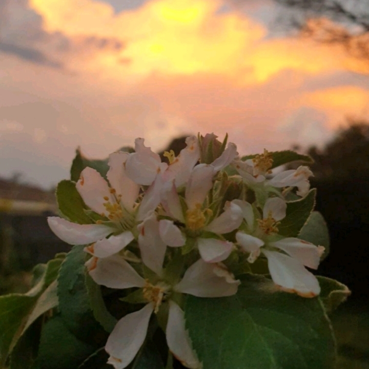 plant image 1310654