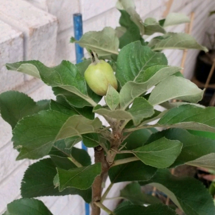 Plant image Malus domestica 'Dorsett Golden' syn. Malus domestica 'Golden Dorsett'