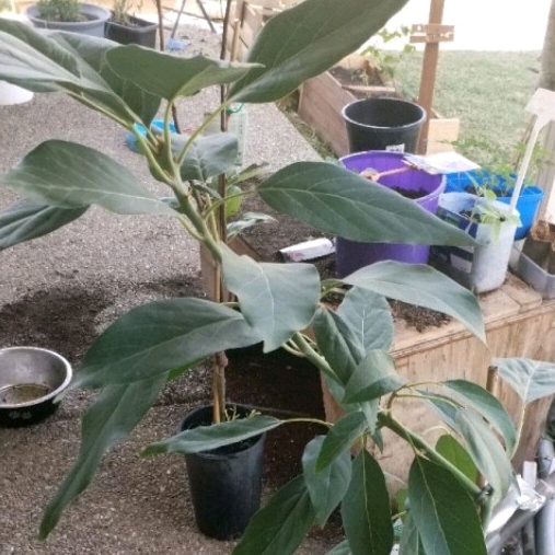 plant image 1310709