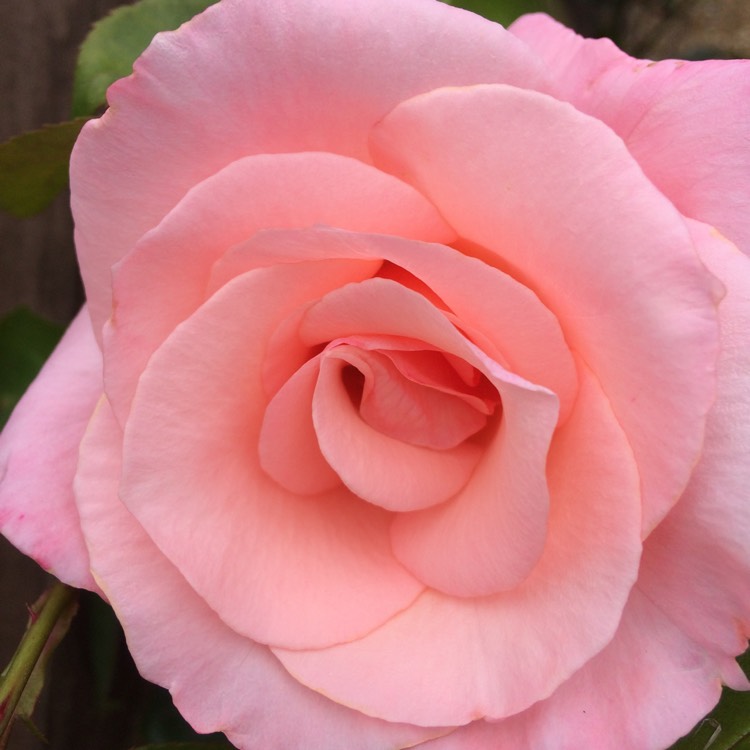 plant image 529019