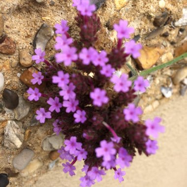 Purple Top Vervain