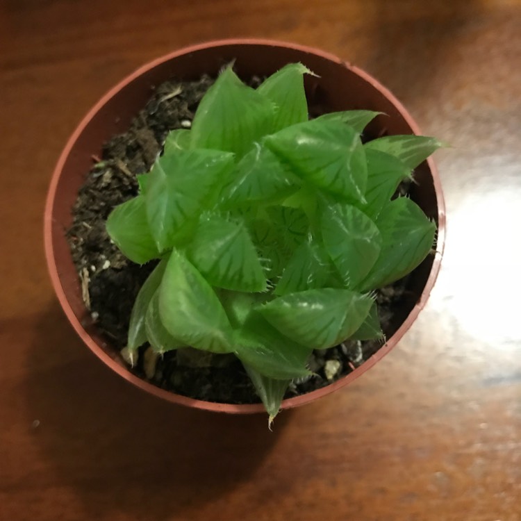 Plant image Haworthia Cherry Crystal