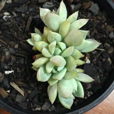 xSedeveria Harry Butterfield