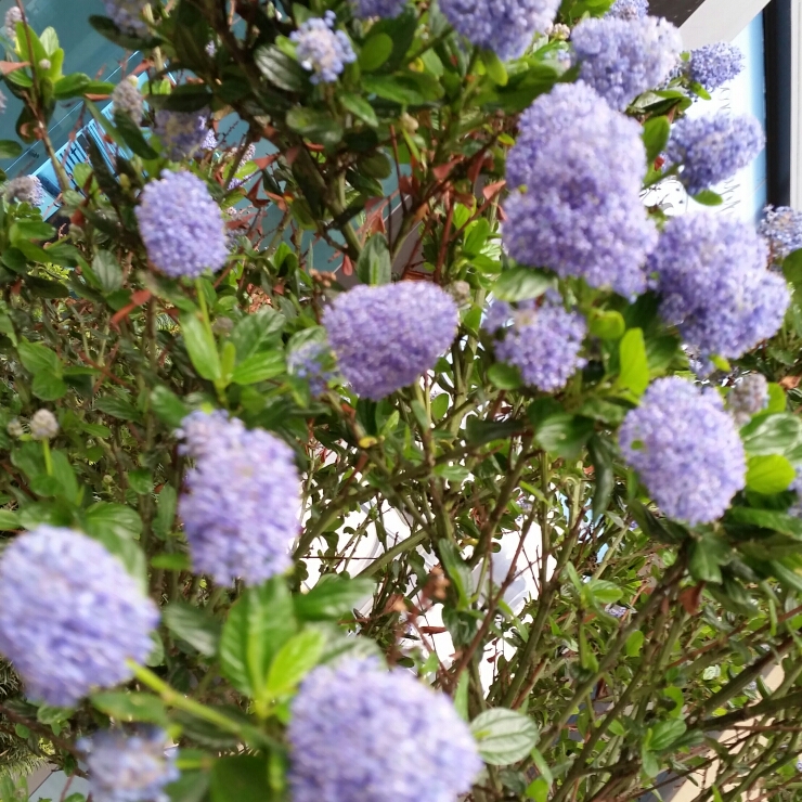 Plant image Hydrangea aspera 'Villosa'