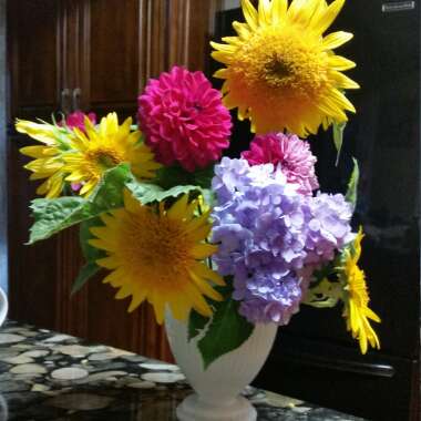 Cylinda 's garden