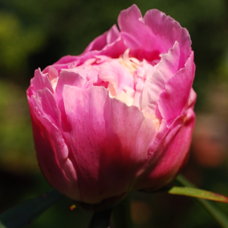plant image 103903