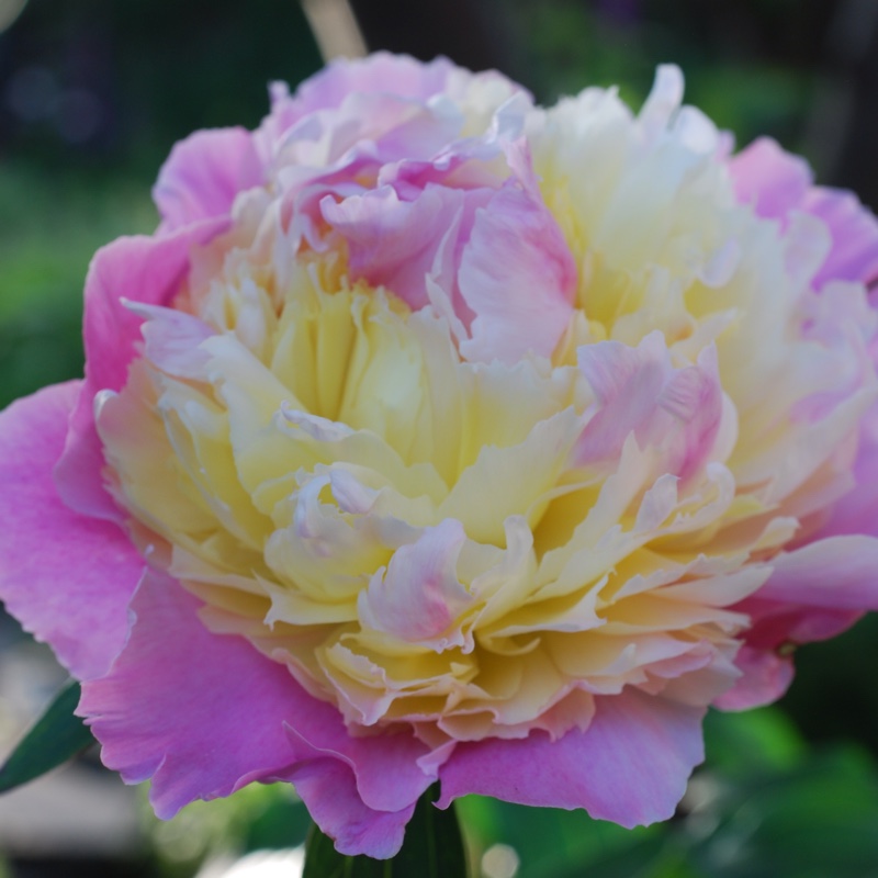 plant image 105133