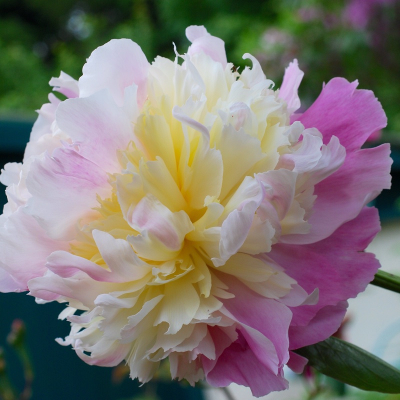 plant image 106519