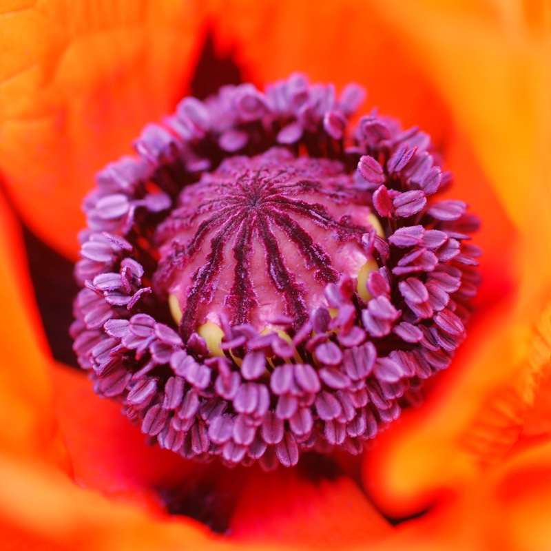 plant image 107453 plant image 107453