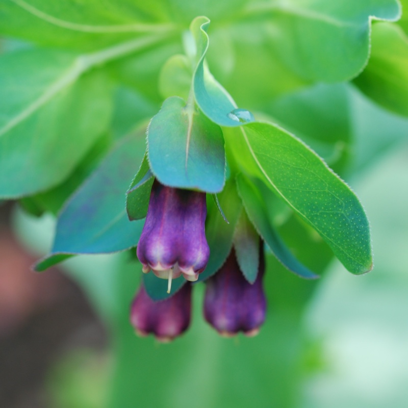 plant image 112206