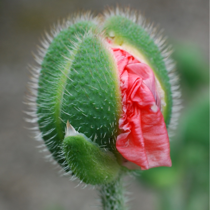 plant image 114863 plant image 114863