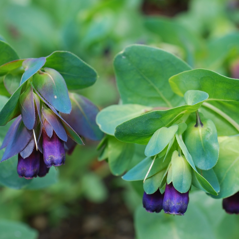plant image 135270