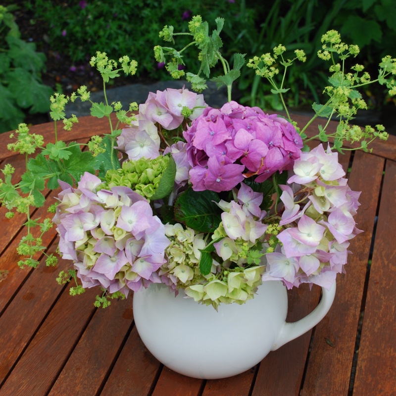 Hydrangea macrophylla 'Bailmer' (Endless Summer Series) syn. Hydrangea macrophylla 'Endless Summer', Hydrangea macrophylla 'The Original'