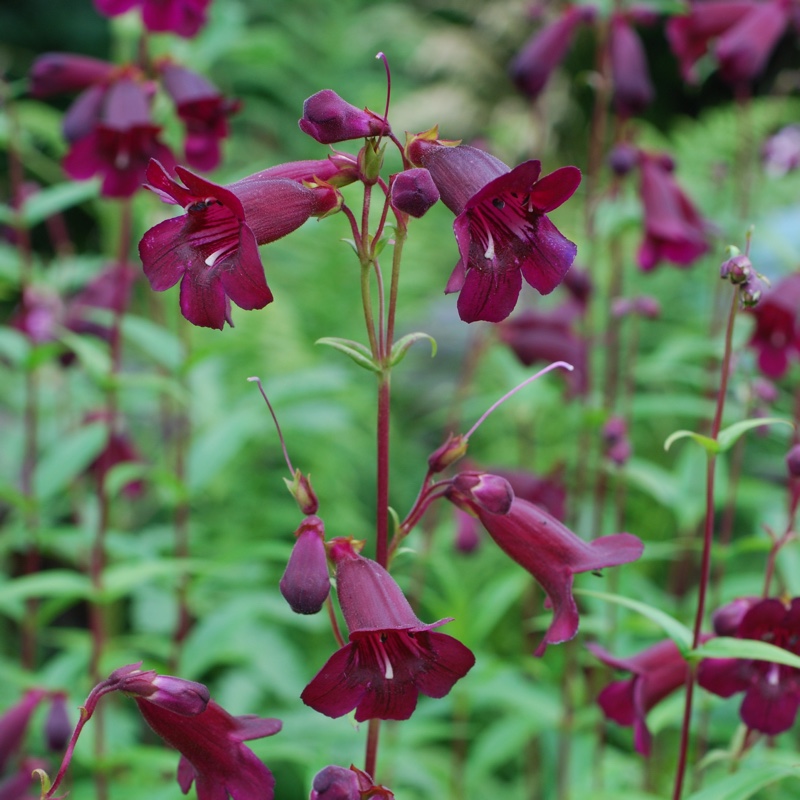 Plant image Penstemon 'Pensham Plum Jerkin'