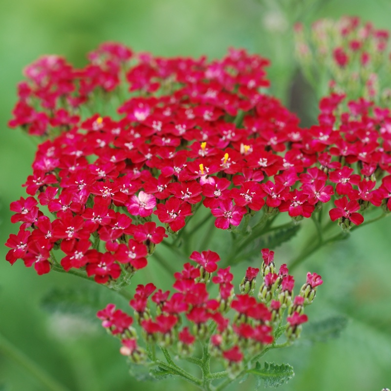 Plant image Achillea millefolium 'Strawberry Seduction'