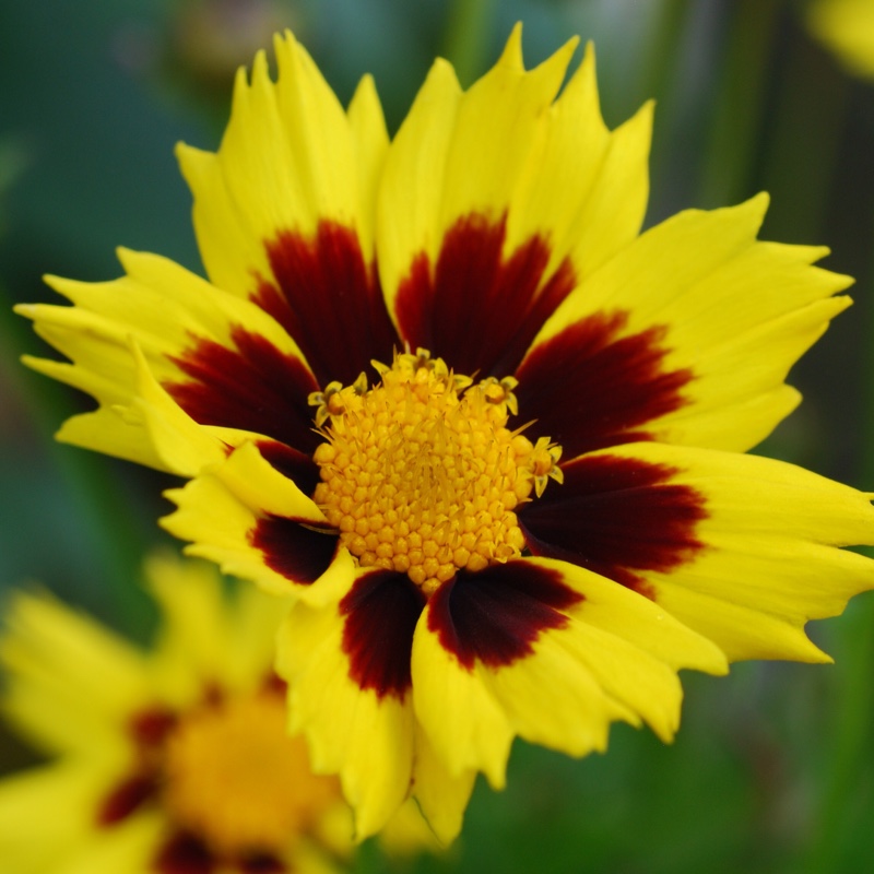 Plant image Coreopsis grandiflora 'Sunfire'
