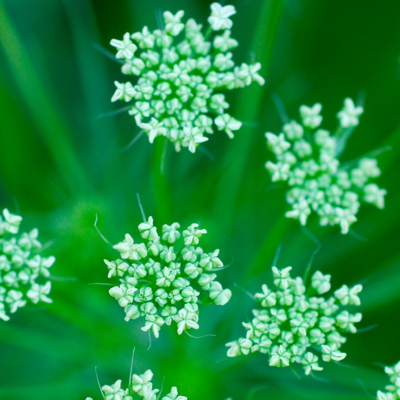 plant image 172652 plant image 172652
